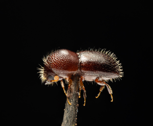 Closeup of the polyphagous shot hole borer