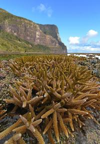 At the Limit: Lord Howe Island