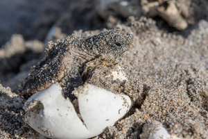 Loggerhead Sea Turtle Hatchling