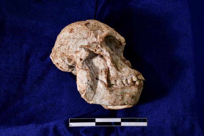 Skull of_Little Foot_ Australopithecus Prometheus