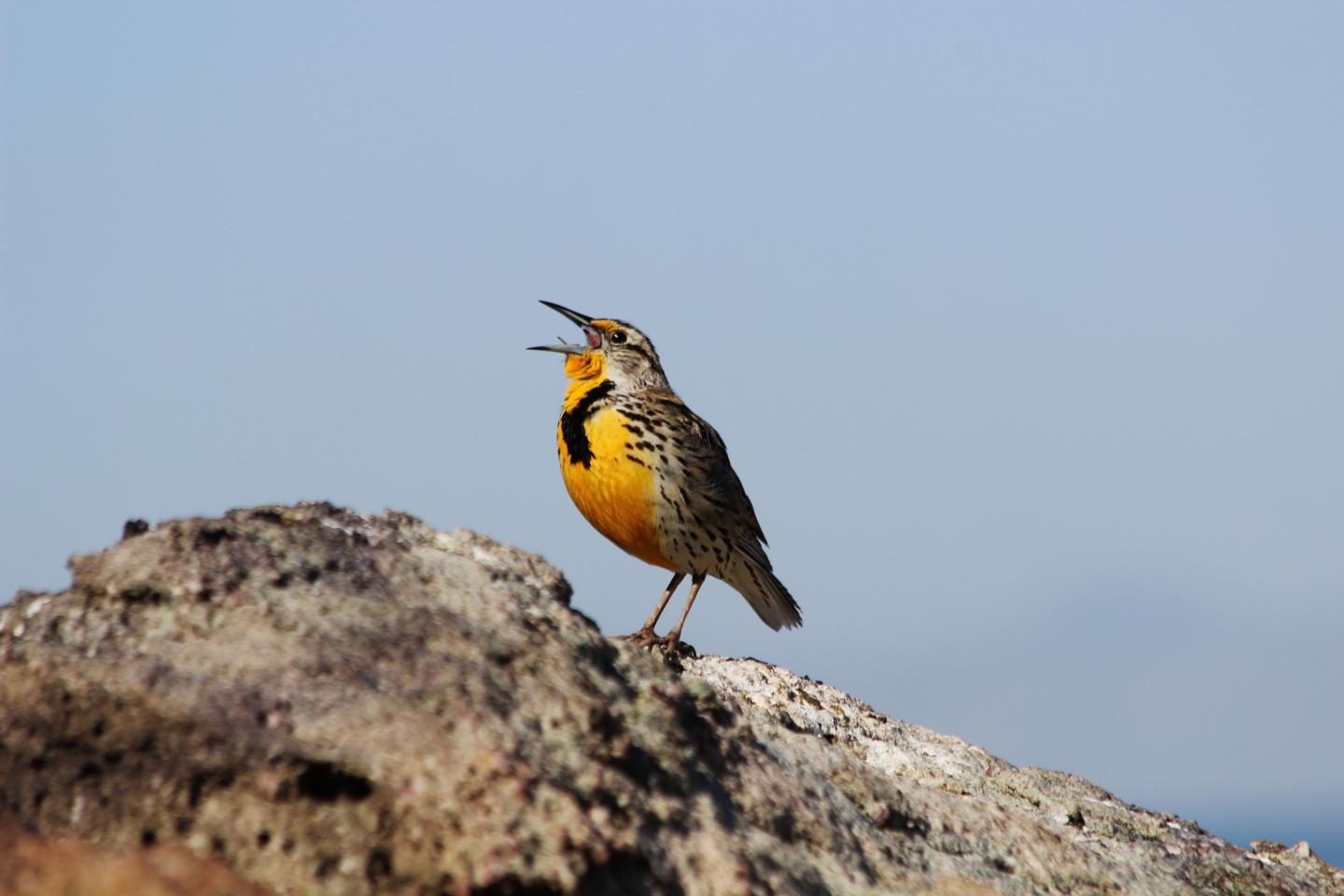 Birds' surprising sound source | EurekAlert!