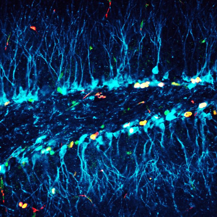 Neurons