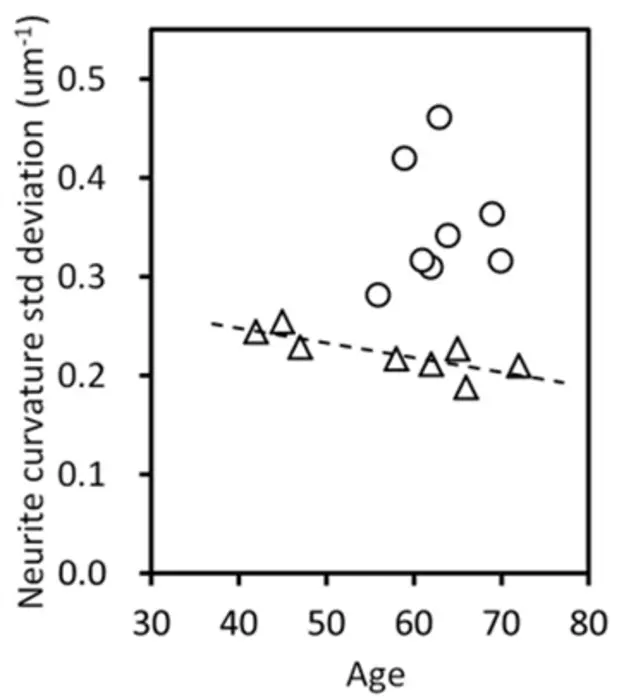 Scatter plot of standard deviation of neurite curvature versus age.