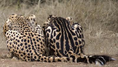 What Cheetahs and House Cats Have in Common (4 of 6)