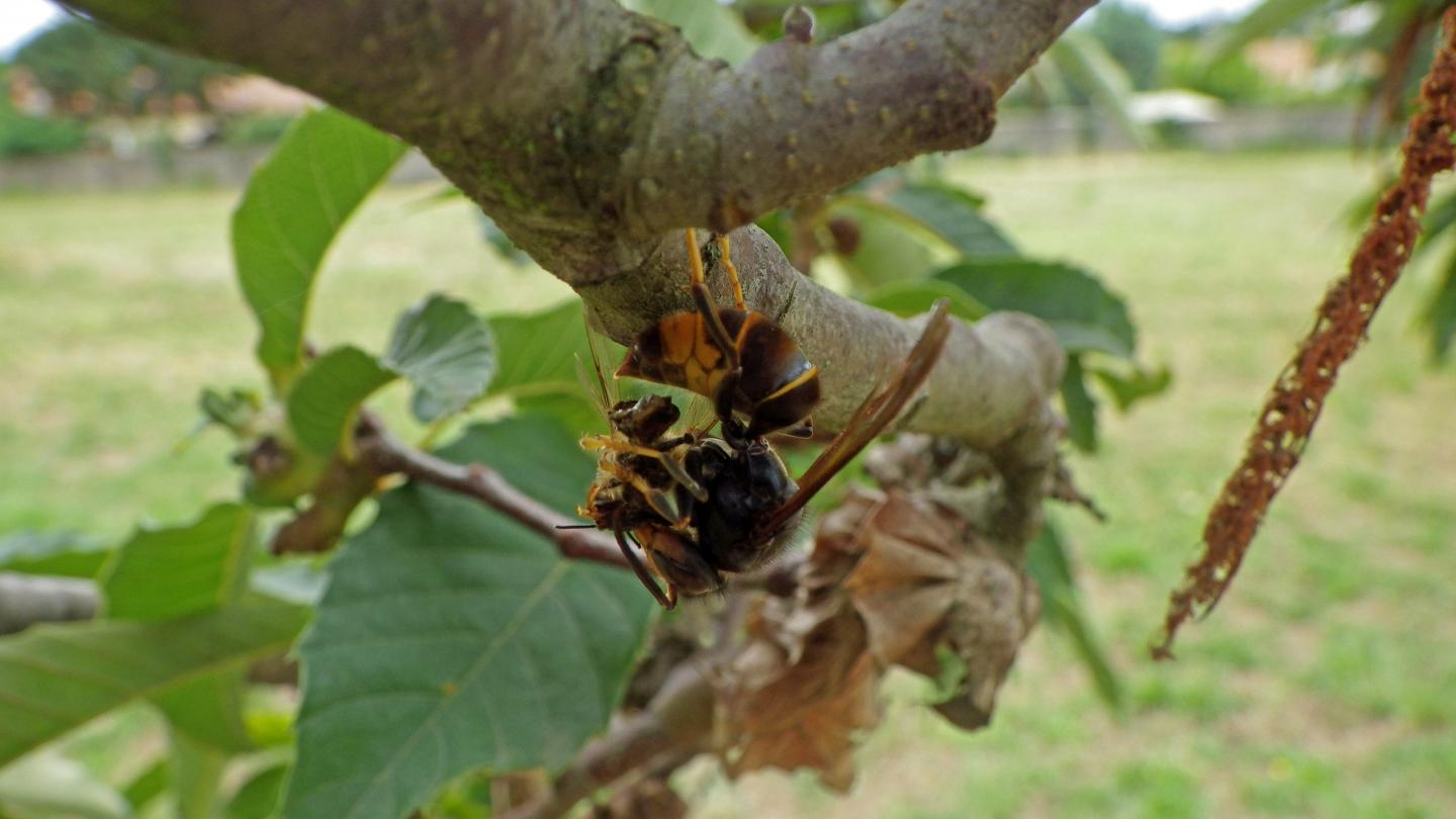 Asian Hornet with a Honeybee