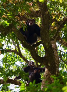 Chimpanzees in Mount Nimba Strict Nature Reserve