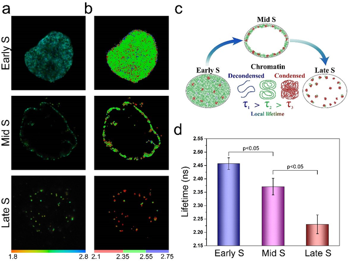 Dependence of fluorophore’s lifetime on chromatin replication timing