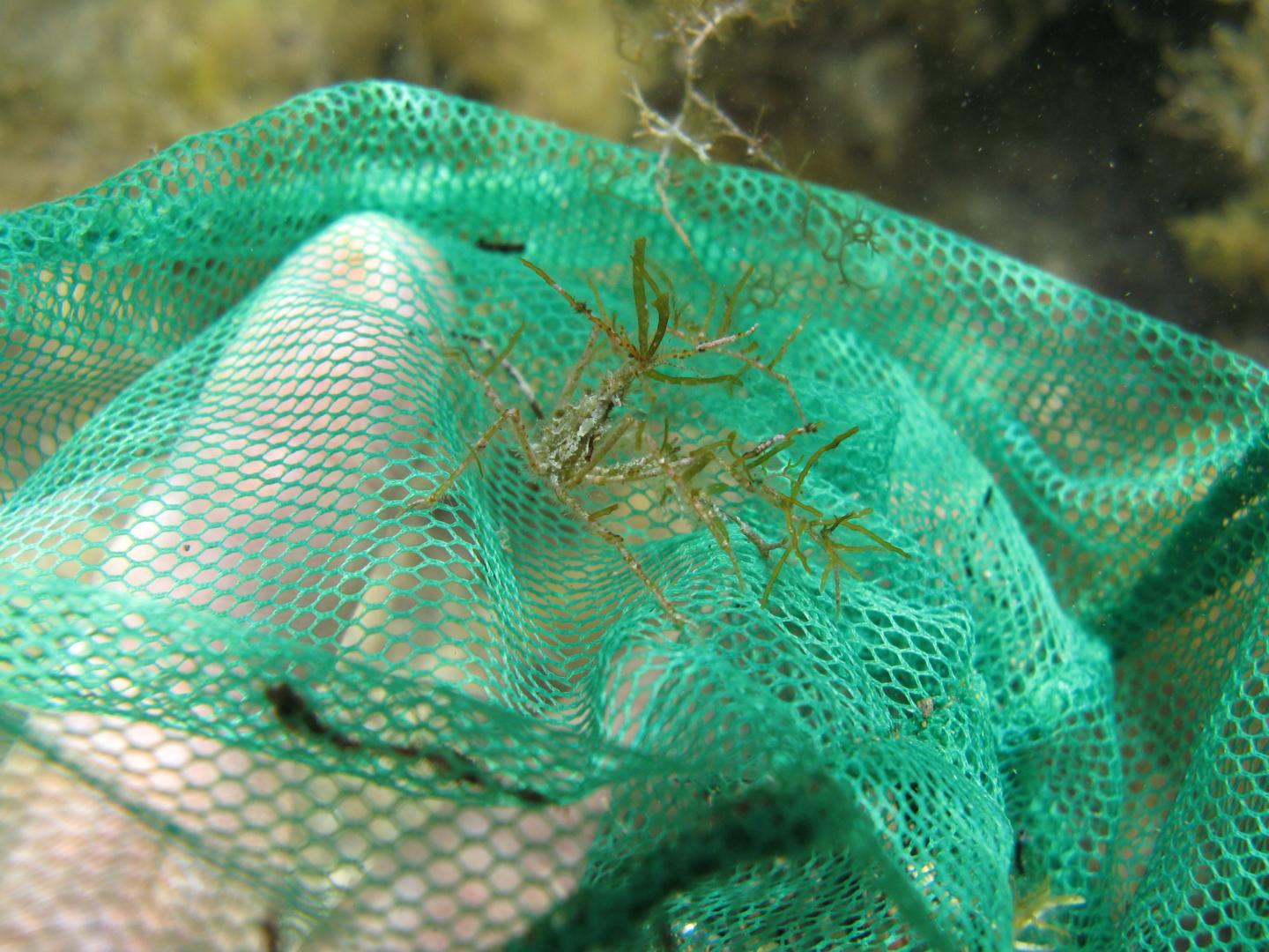 The spider crab species Macropodia czernjawskii in the wild