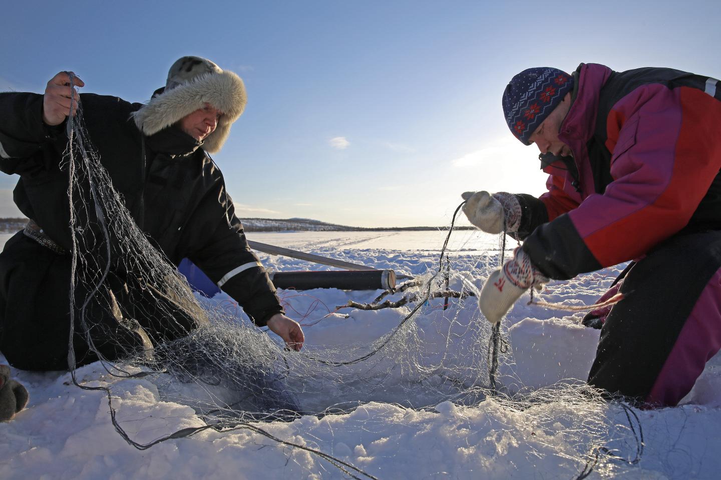 Major Gaps Remain in How Traditional Knowledge Is Used in Salmon Governance in Norway and Finland