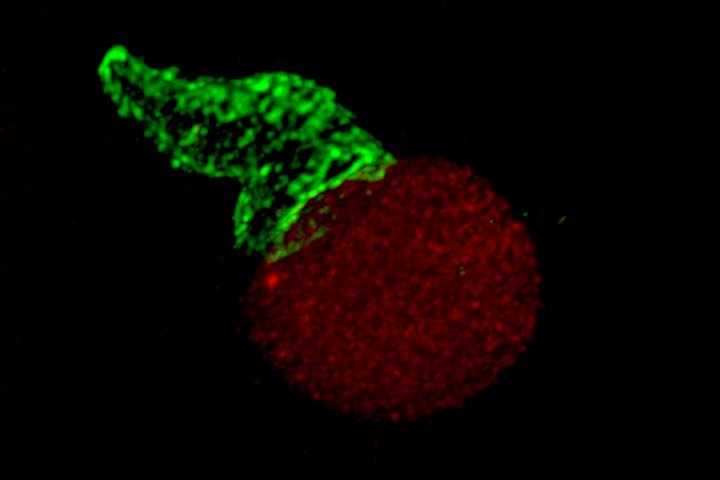 T-cell captured by lattice light-sheet microscopy