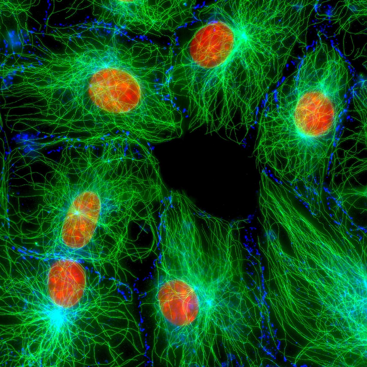 Mouse Fibroblast Cells