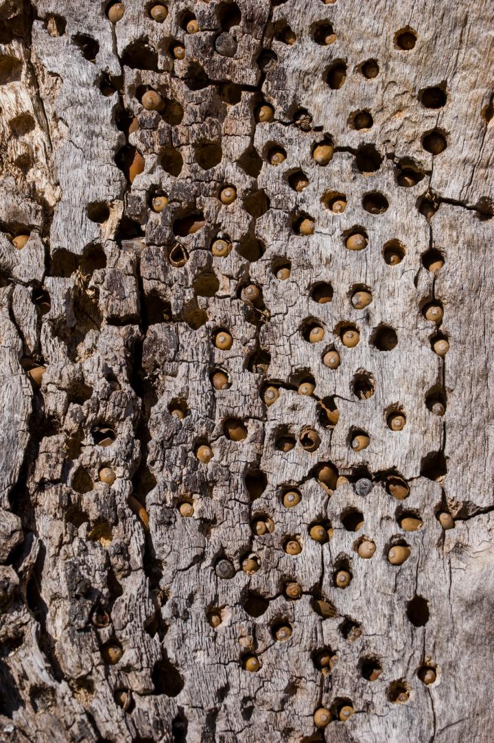 Acorn Woodpecker Granary