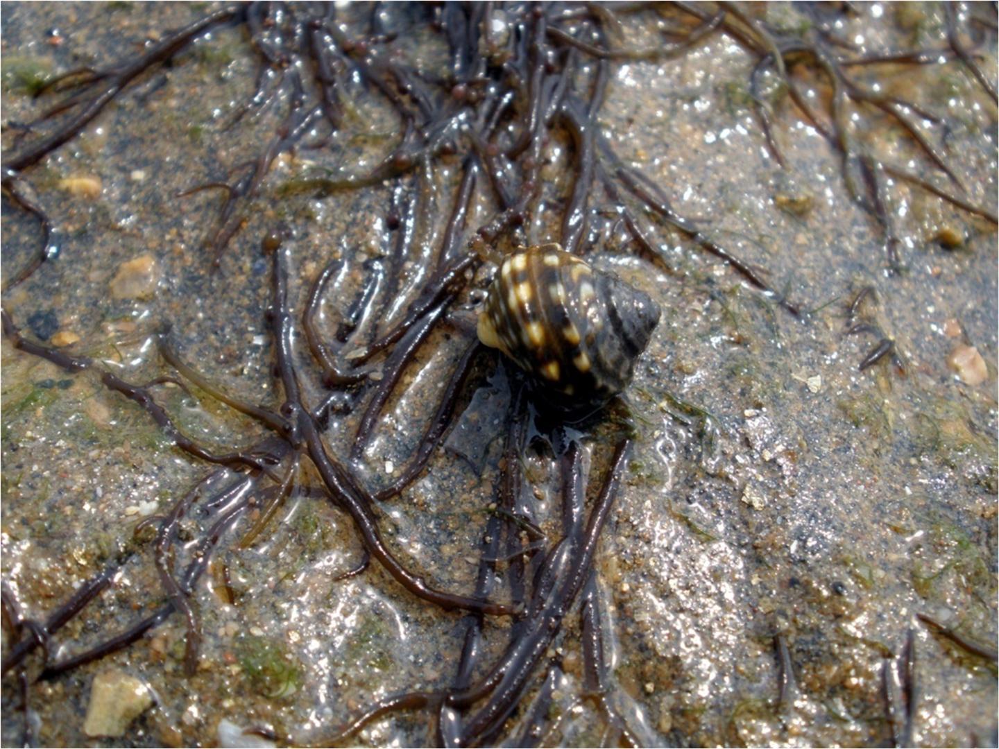 Alga with Feeding Enemy