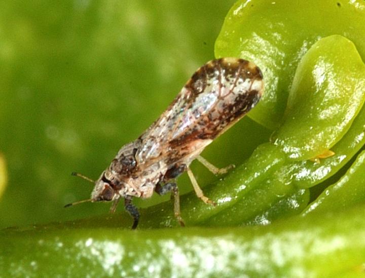 Asian Citrus Psyllid