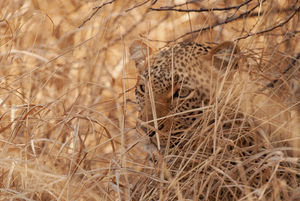 Global survey of attacks by large carnivores reveals distinct patterns in low- and high-income countries