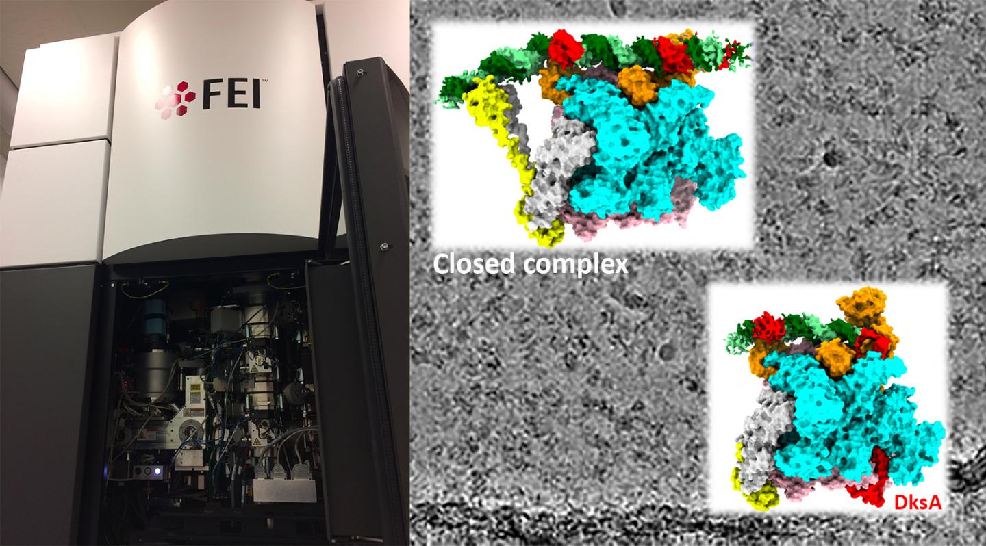 CryoEM RNA polymerase