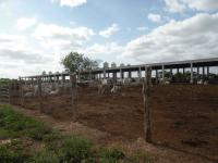 Intensive Cattle farming in Mexico 2