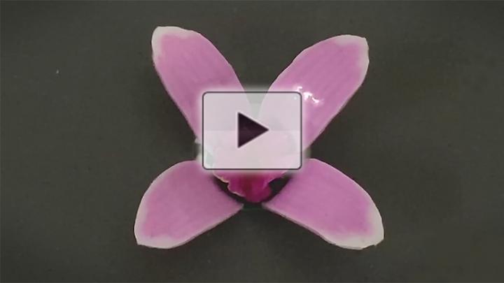 An intelligent soft material that curls under pressure or expands when stretched (video)