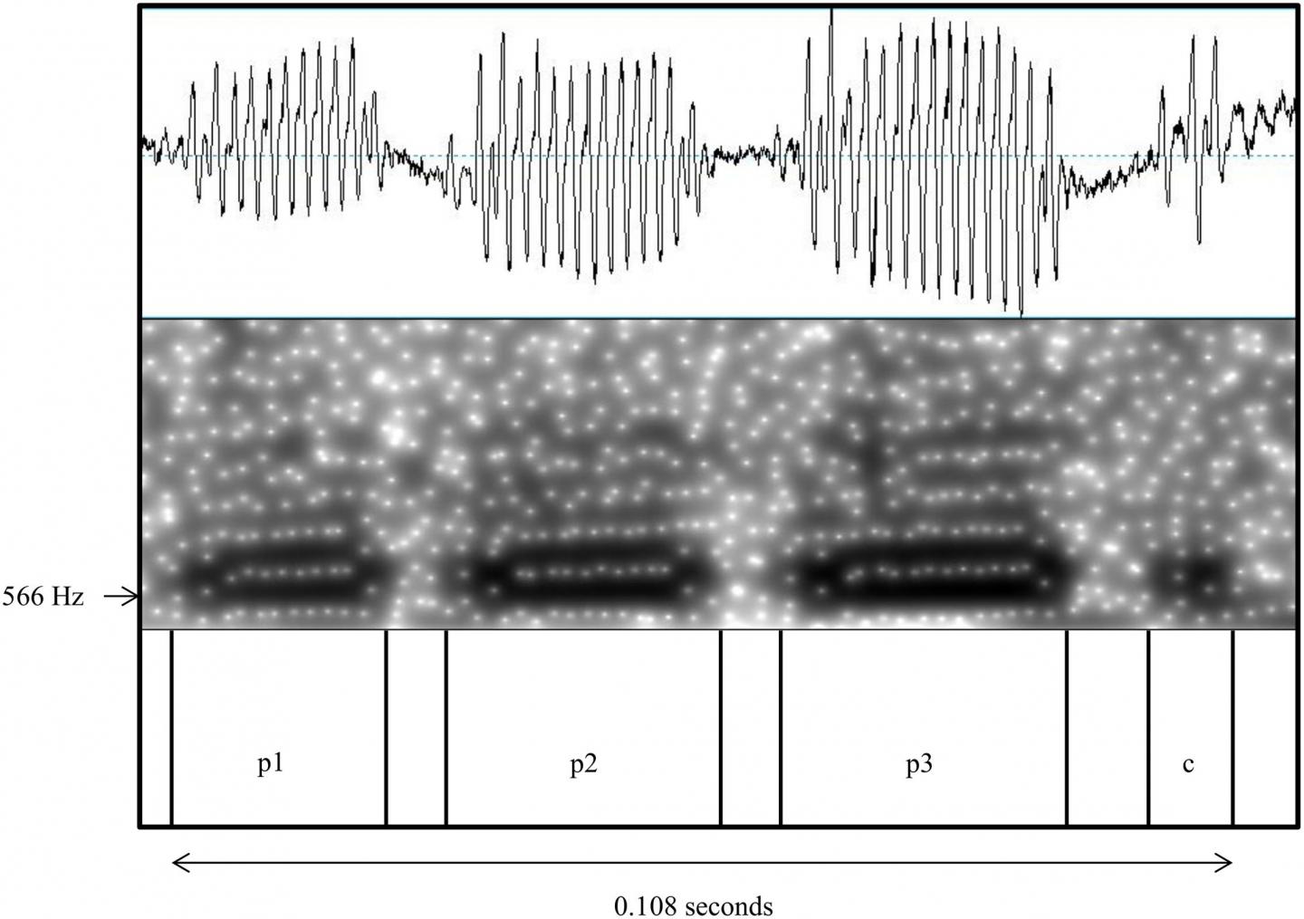 Meerkat Call Patterns are Linked to Sex, Social Status and Reproductive Season