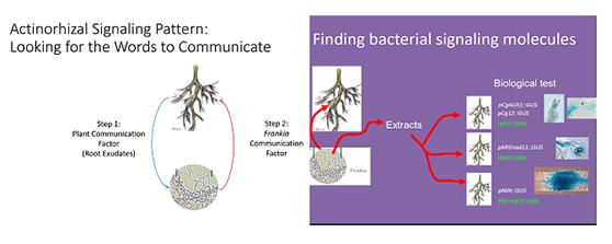 Chemical Signals between the Bacteria <i>Frankia</i> and Actinorhizal Plants