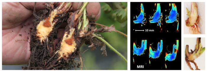 Crown rot in a strawberry plant, illustrated as a photograph and as an MRI image.