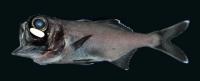 Adult Flashlight Fish