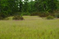 Pinebarren Smokegrass