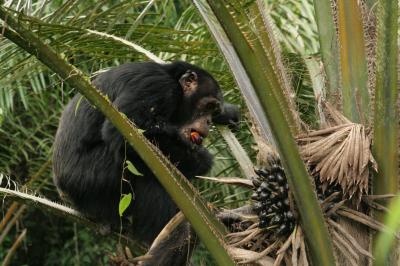Chimps Feed on Oil Palm Fruit
