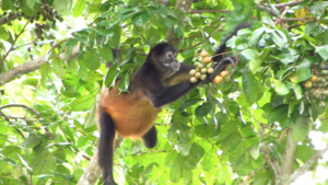 Spider monkey eating fruit in Panama