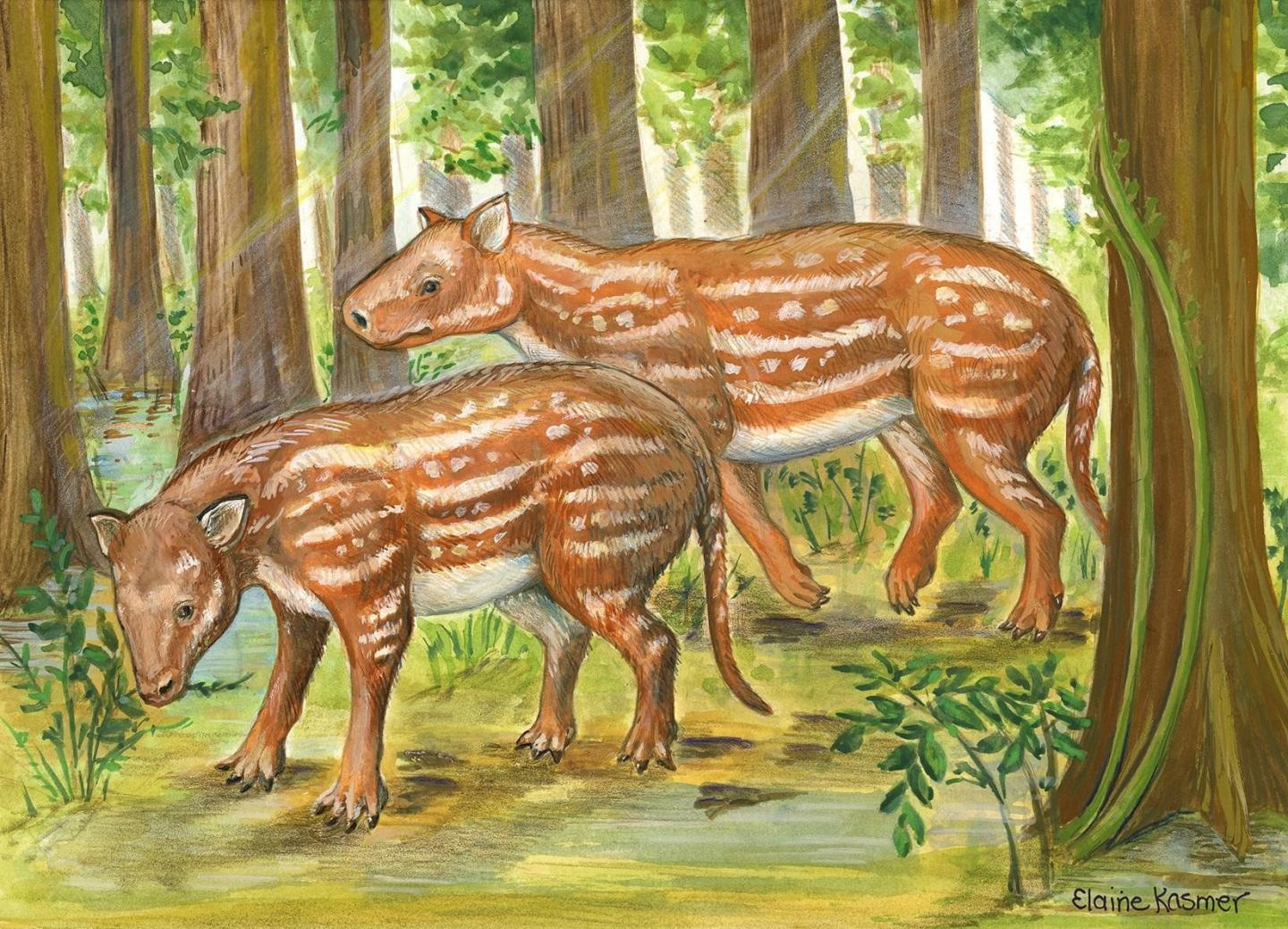 Life reconstruction of Cambaytherium (artwork by Elaine Kasmer)