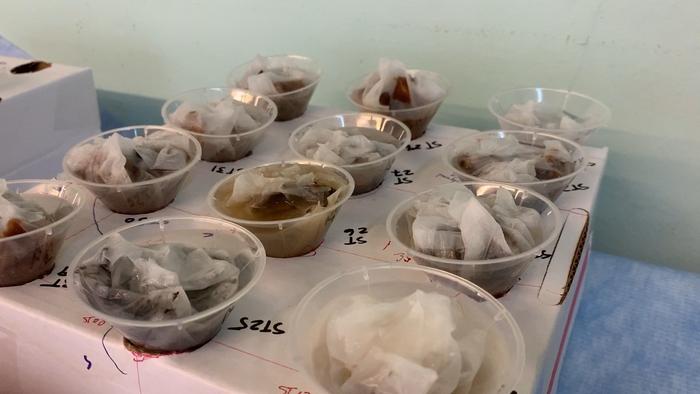 Isolating nematodes in Chornobyl