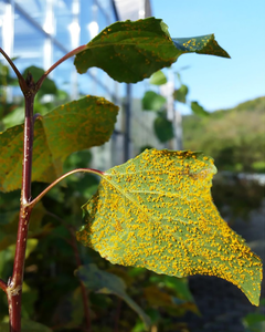 Melamspora larici-populina