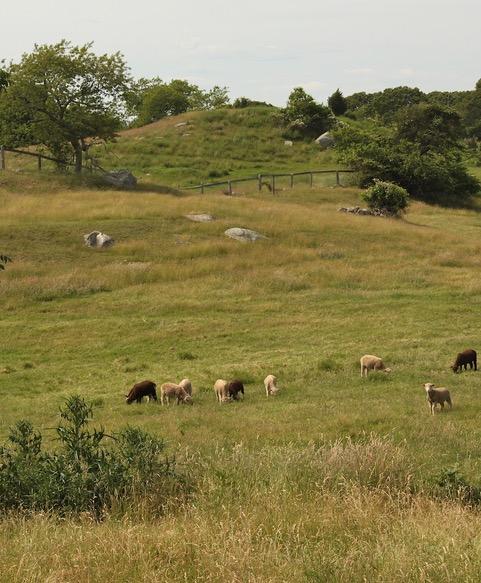 Grazing on a Hillside in Chilmark, Martha's Vineyard, MA