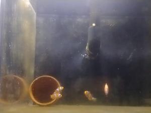 Video from Amphiprion ocellaris experiments from Marine Eco-Evo-Devo Unit at OIST