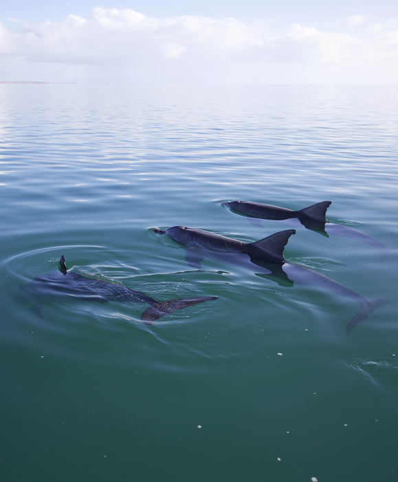 Male Dolphins / Shark Bay