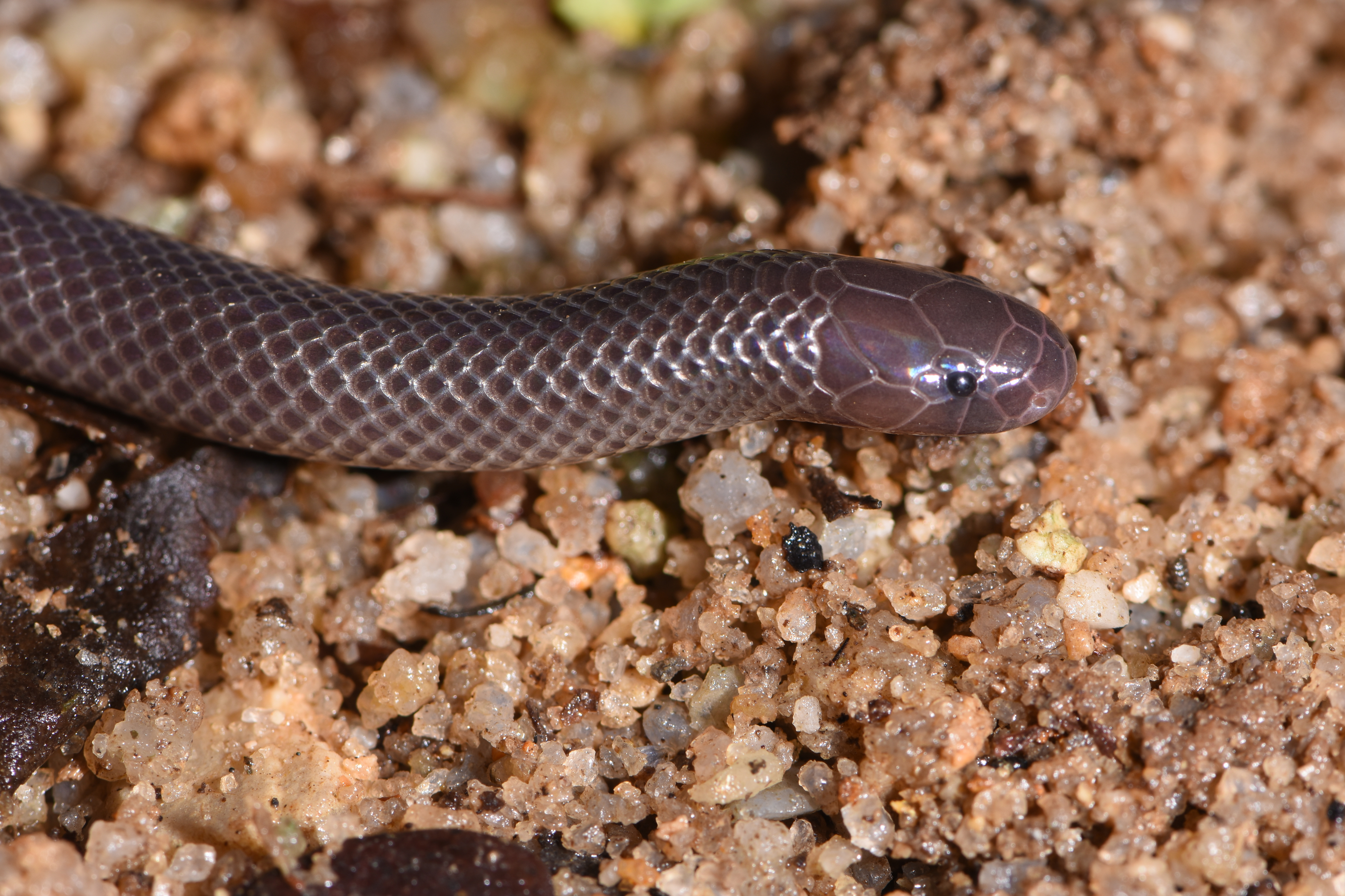 Close up of the the First Discovered Specimen of the Branch's Stiletto Snake