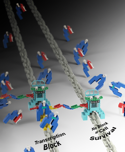 Harmful AP-1 (blue) acts as a roadblock to healthy gene transcription (left-hand image) but when bound to cancer-fighting peptides (red & white), it is knocked off DNA sites (yellow) and permanently suppressed (right-hand image), resulting in healthy cell function.