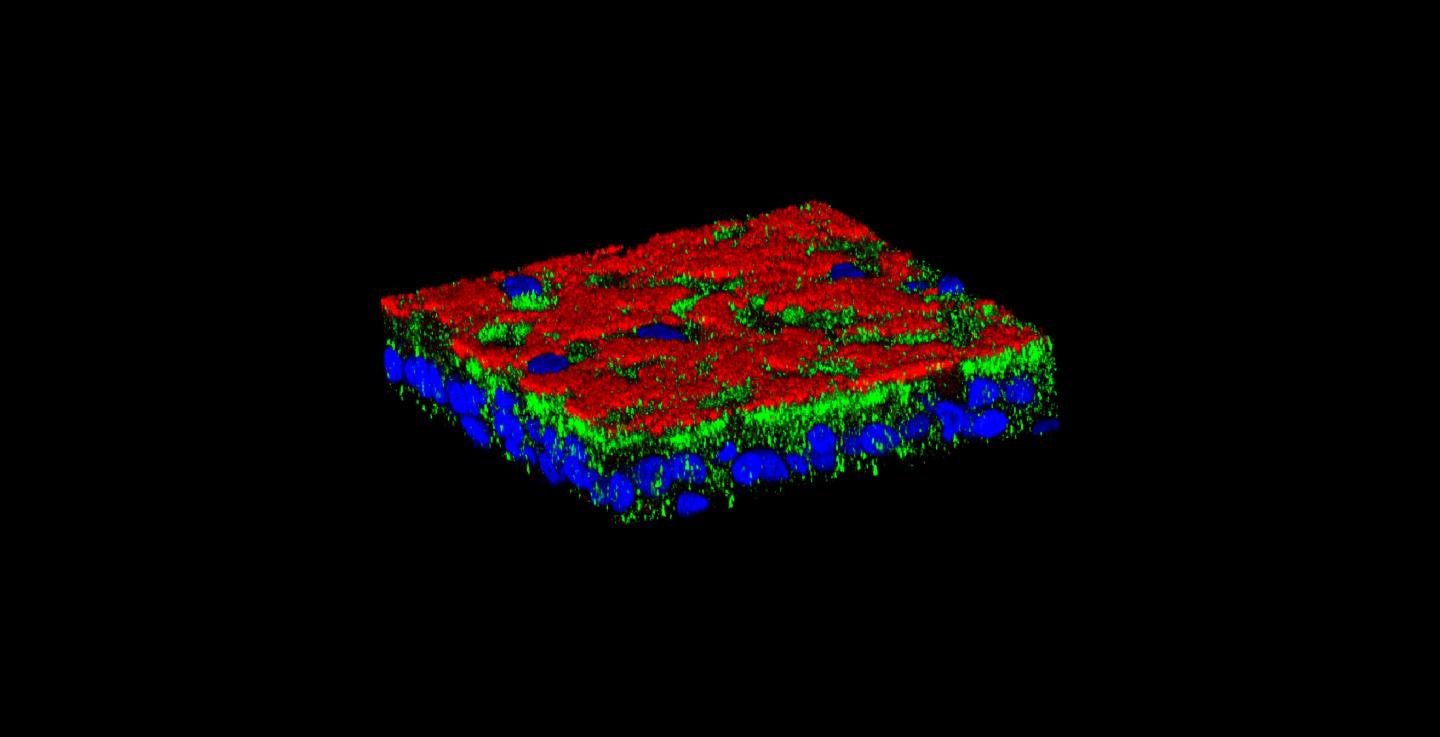 The Protein Vav3