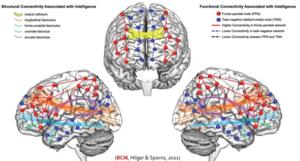 Brain Connectivity Model