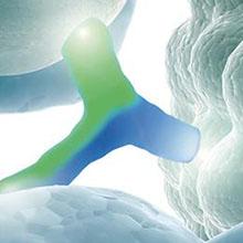 Trifunctional Antibody