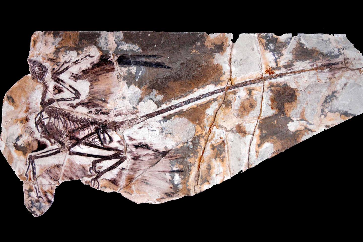 Fossil IVPP V13352 of Microraptor gui (Dinosauria, Dromeosauridae)