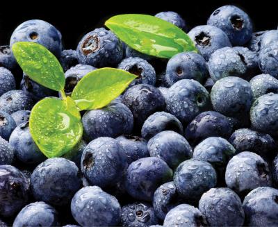 Antioxidant-Rich Blueberries