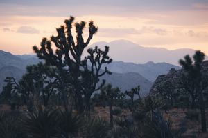 Joshua trees