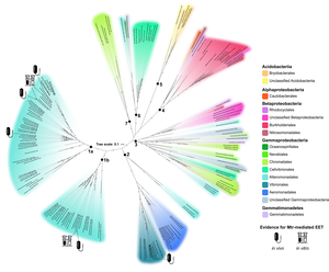 Phylogenetic tree of mtrCAB sequences, colored according to taxonomy