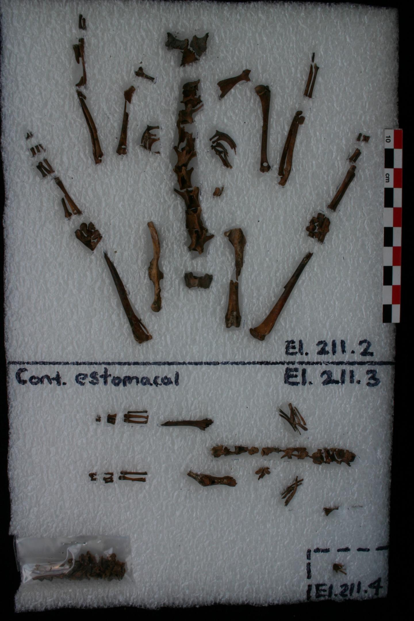 Rabbit bones found in sacrificial eagle stomach