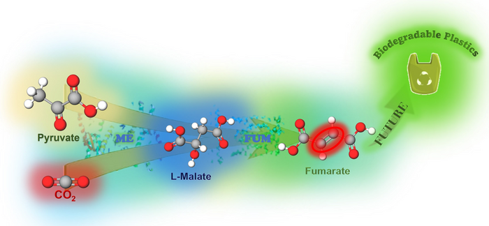 Fumarate is synthesized by fixing CO2 to pyruvate with multi-biocatalysts