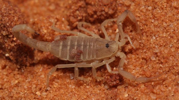 Nannowithius wahrmani phoretic on a Birulatus israelensis