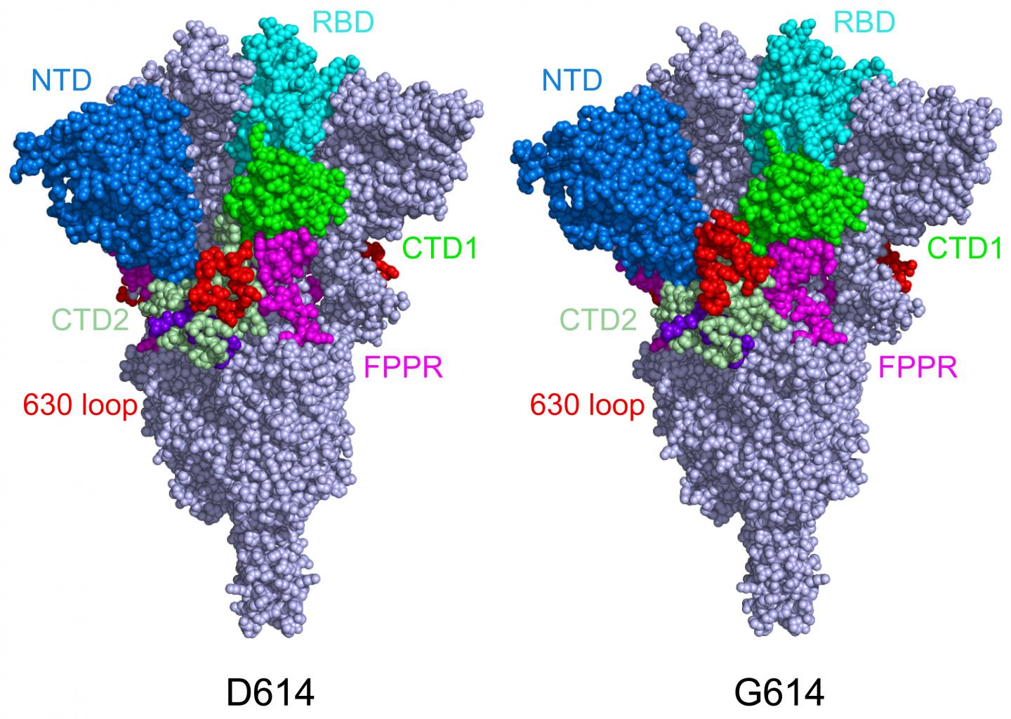 Cryo-EM structures of the original and mutated SARS-CoV-2 spike protein