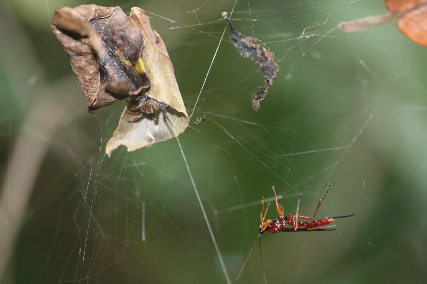 <em>Hymenoepimecis veranii</em> Attacking <em>Araneus omnicolor</em>