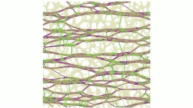 Plant cell wall model during stretching